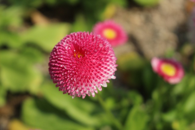 满坡雏菊漫开时，忽然想起很久以前的郊野午后