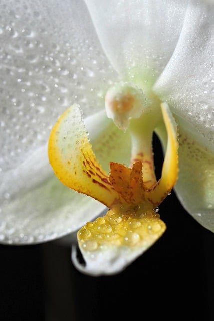 微距下的兰花瓣缀着水珠 想起早年天井院侍花的旧时光