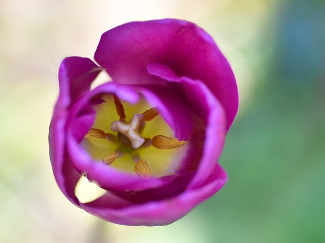 蹲在花畦前细看：粉郁金香花芯里的两处小知识