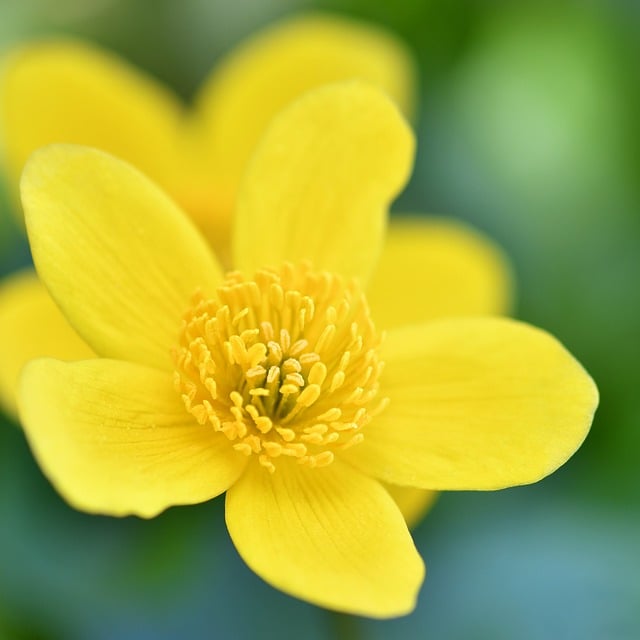 写给邻城旧友的便条：附上郊野拍的野毛茛花，捎来春日细碎暖意