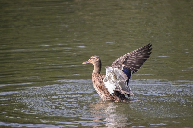 蓝羽水鸭掠过塘面 忽然想起很多年前的乡野闲坐时光