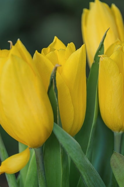 清晨沾露的黄郁金香 独属于自己的松弛时刻