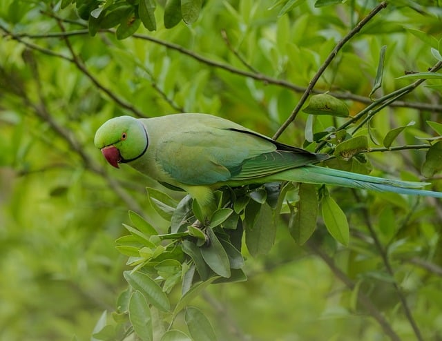 檐下雨痕漫过玻璃幕墙 鹦鹉蹭过楼体反光线条