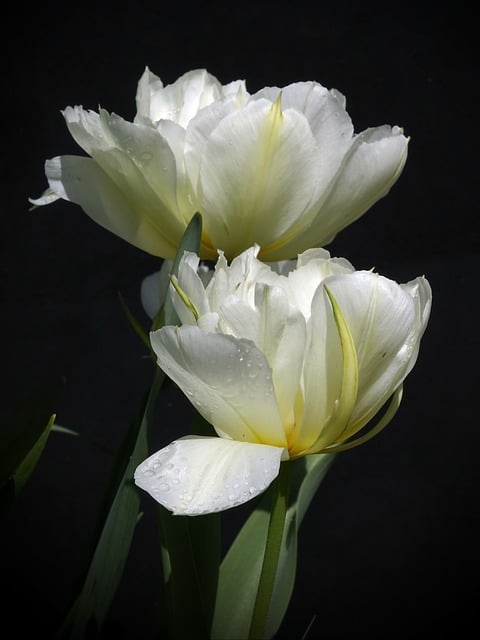 凑近看白郁金香特写：藏在花瓣里的春日生存小智慧