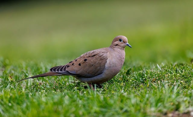 檐下旧巢栖春鸽：斑驳痕迹里藏着细碎的旧日时光