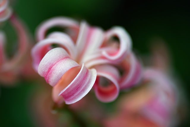 凑近粉白风信子花簇，发现两个藏在花里的养花小常识