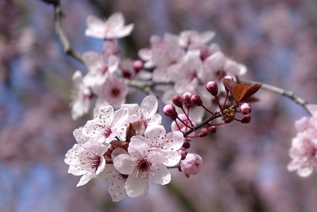 满枝粉艳的梅花绽放时 忽然想起很久以前的檐下春日