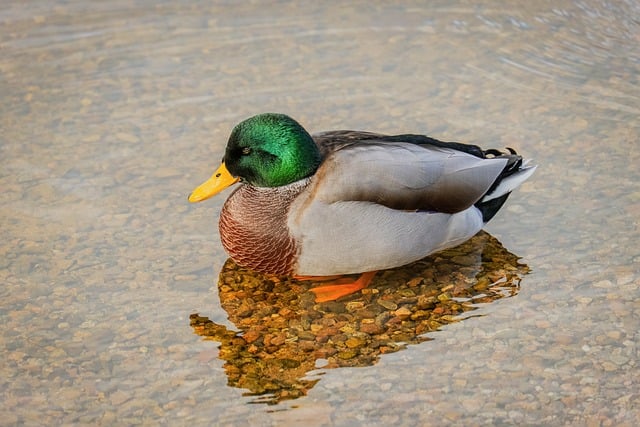 溪畔绿头鸭：藏在羽毛与波纹里的两处小常识