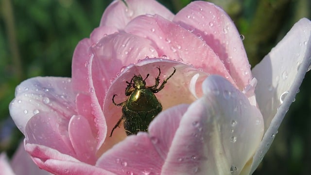 粉郁金香花瓣上的玫瑰金龟：藏在花间的两处鲜为人知的小习性