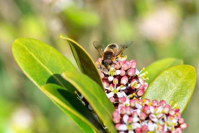 露台茵芋花上的觅食小客 牵起木台的淡食余温