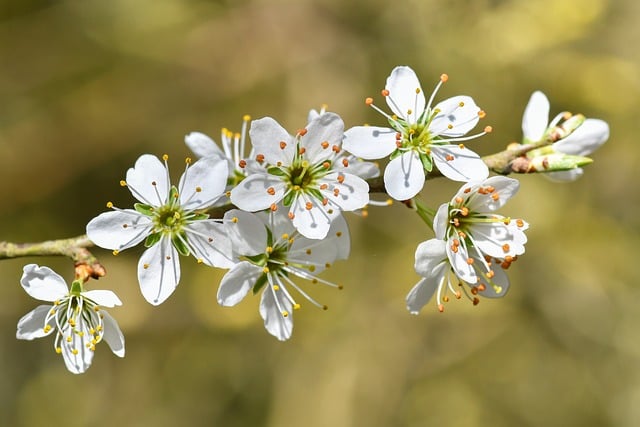 刚在春日花树下拍完照，把满枝柔白收进了手机相册