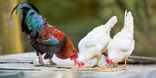 晒谷场边啄食的鸡群 后来想起的乡野喂鸡旧时光