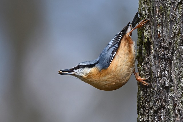 林间屏息蹲守：捕捉五子雀停驻整理羽毛的微距瞬间