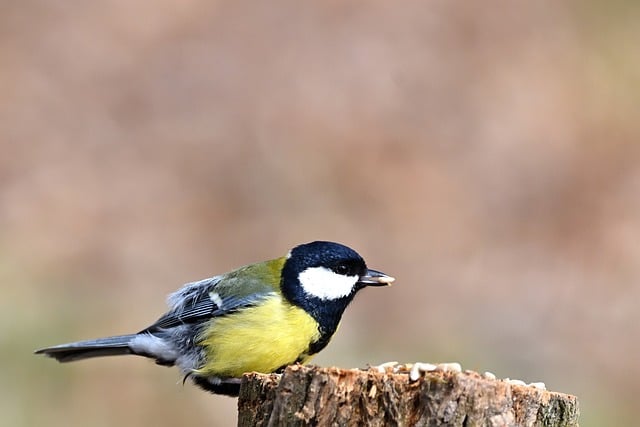 春日林边喂食台上的大山雀：藏着两个鲜为人知的小常识