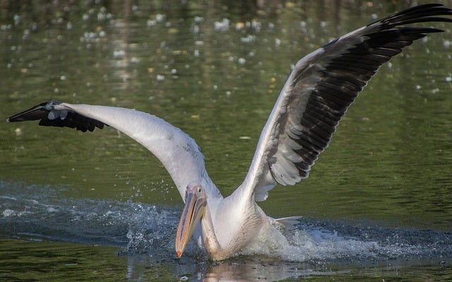 掠过湿地水面的水鸟 牵起很久以前郊野闲游的细碎回忆