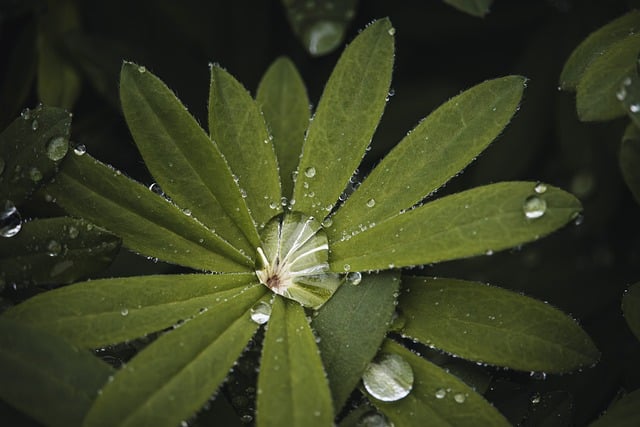 雨歇晨露覆碧叶 闲看寻常时节里的细碎生机