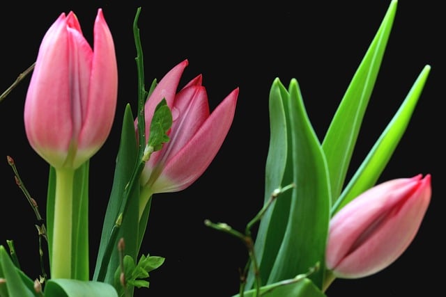 街角偶遇粉郁金香花簇 接住春日里的松弛烟火瞬间