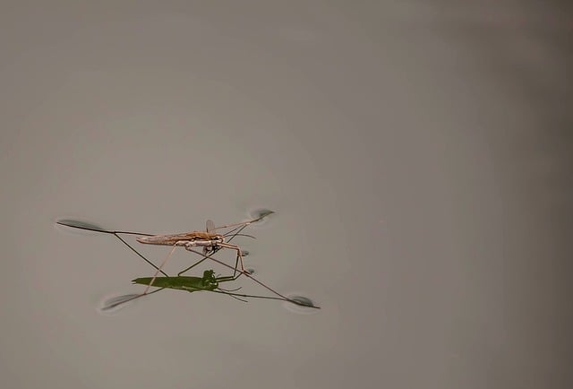午间河边野餐台边，静水面浮着水黾与温柔的天光碎影