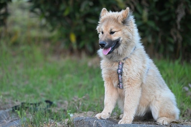 给远在南方培训的阿栀写张便条：今早撞见的软毛陪伴犬