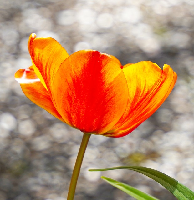 后来想起暮春的郁金香花簇，连风都浸着软润的暖意