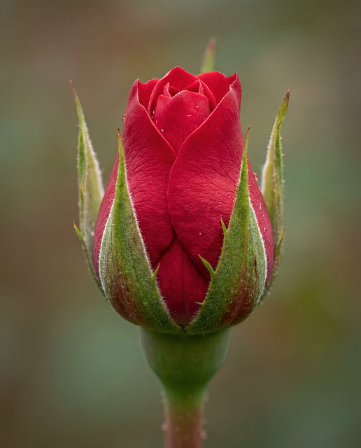 暮色漫过桌面时 对着半绽玫瑰苞独享松弛时刻