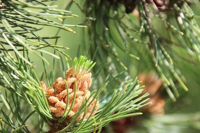 暮春山隅撞见嫩翠新梢 把山野清鲜融进日常三餐