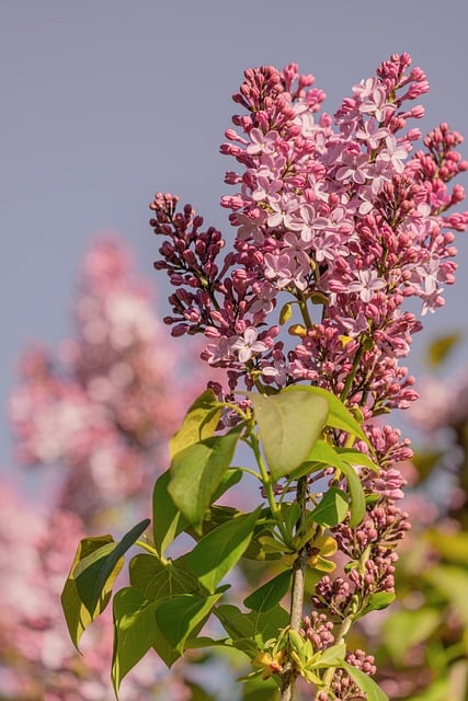春日丁香绕着家常餐桌，檐下温香裹着满院闲光