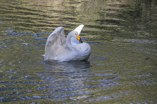 晨雾轻笼湖面 静赏一只白天鹅舒展翅膀的温柔晨昏
