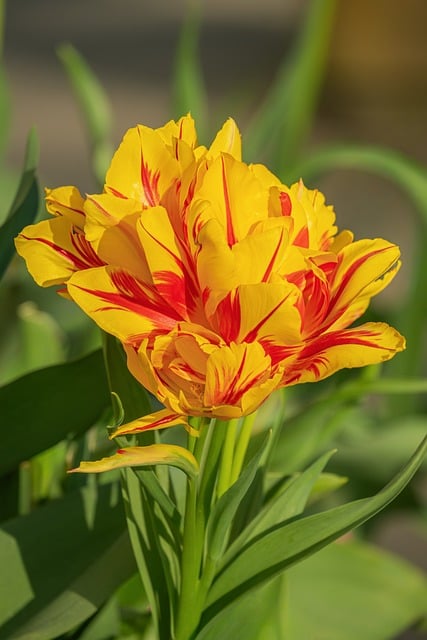 春日郁金香特写：藏在艳丽花型里的两个实用小常识