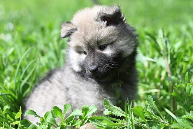 雨痕漫过写字楼玻璃幕墙 檐下金毛幼犬蜷成绒球