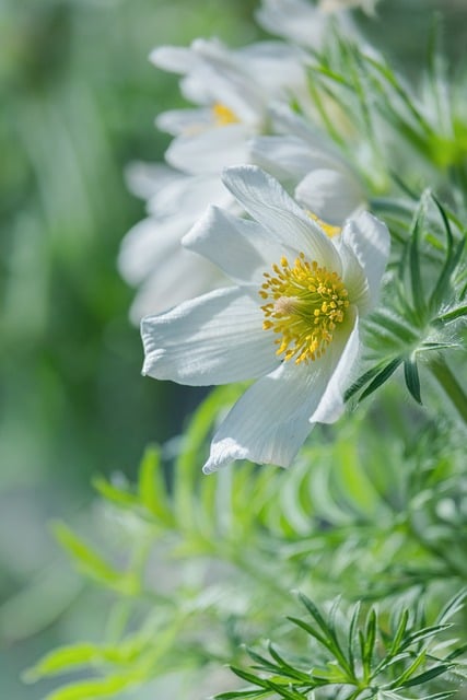 后来想起那年清明后，奶奶家坡地那株素白的白头翁花
