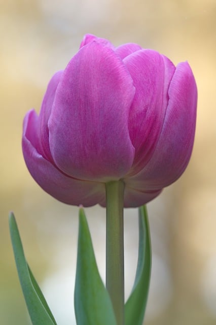 春日廊架下的紫郁金香 烘托着母亲节的平实暖意