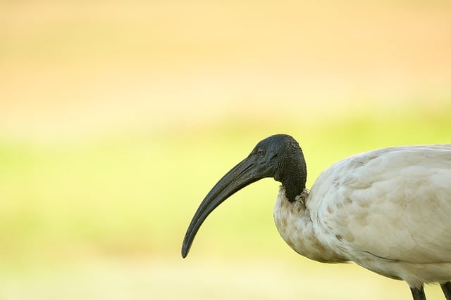 写给隔海相望的你：非洲荒漠里遇见的黑头长喙朱鹭