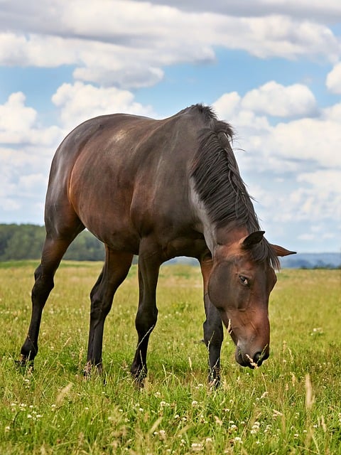 夏日郊野牧场边的家常餐桌，藏着草香与烟火的松弛温度
