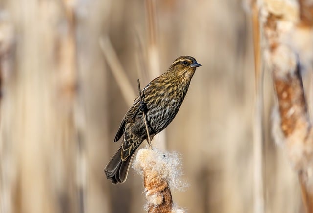 湿地草秆间的雌红翅黑鹂 微距下的静立与绒羽细节