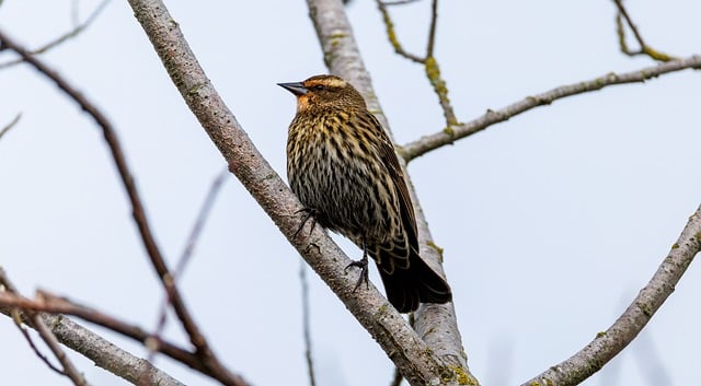 春日湿地的野鲜气 漫进围坐餐桌的融融暖意里