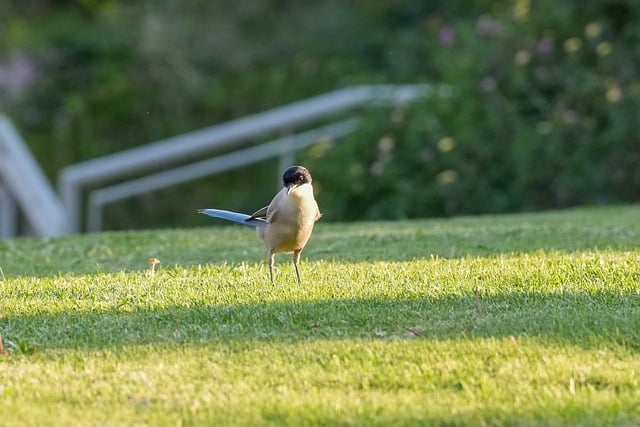 里斯本城郊社区公园的夏日午后,撞见蓝鹊掠过长草坡