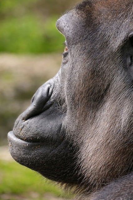 午后动物园灵长类展区，银背大猩猩安享暖阳的松弛瞬间