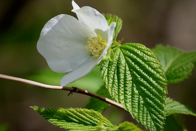 春末清晨院角的灌丛白花 独处时慢享的细碎晨光