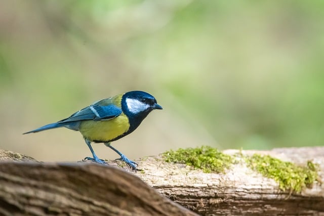 晴日午后檐下偶遇大山雀 软绒羽毛沾着细碎暖阳光斑