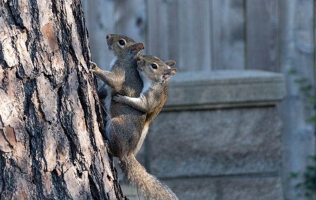 木质栅栏边的棕松鼠：林间微距下的春日休憩瞬间