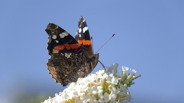 停在褪漆旧木板上的蛱蝶 带着经年沉淀的细碎痕迹