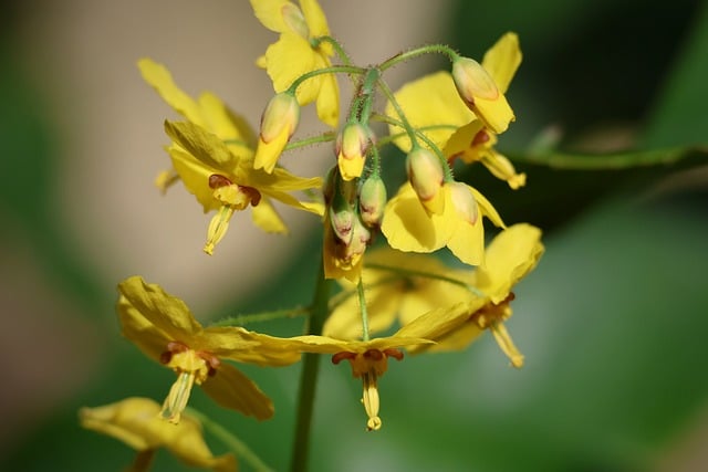 写给阿栀的春日便条：巷口老墙的鹅黄色春花又开了