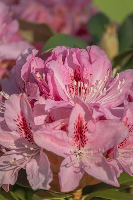 蹲身近观粉杜鹃：微距镜头里的春日细微动静