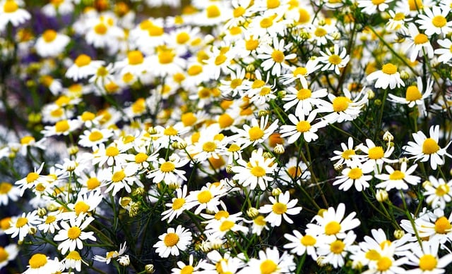 雨痕爬过玻璃幕墙 洋甘菊花影揉进城市建筑线条里