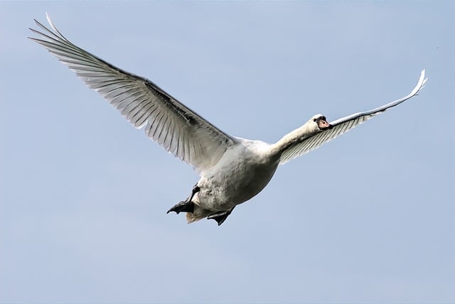 郊野野餐餐桌旁的慢午后 撞见天鹅掠过澄澈晴空