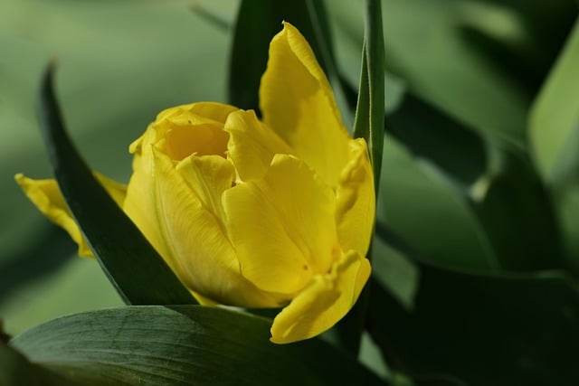 春日花径的微距观察：捕捉黄郁金香瓣上的细绒细节