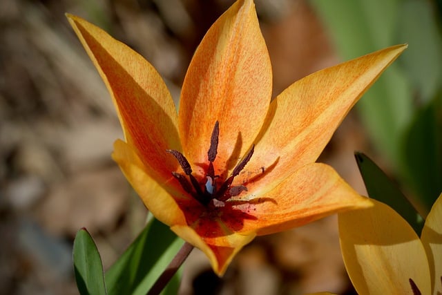 橙花漫过锈迹斑驳的旧花架 藏着春日的细碎痕迹