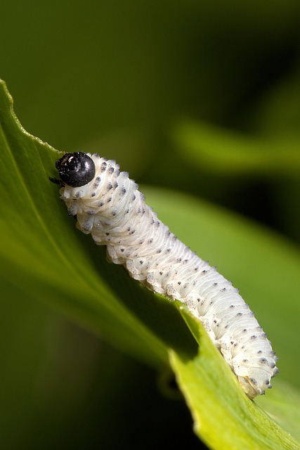 写给阿栀的闲笔:今早蹲园边撞见的玉竹叶蜂幼虫