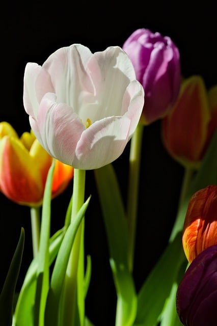 后来想起春末巷口的花摊，那束撞色郁金香的温柔往事